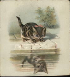 Tabby Kitten Looking at Reflection Ephemera