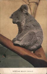 Sleeping Koala Postcard Postcard Postcard