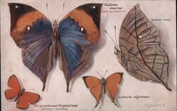 Foreign Butterflies: Kallima inachis, Chrysophanus Virgaureae, Loxura atymnus Postcard