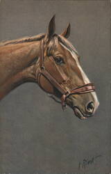 Horse Head Portrait, Chestnut Horse with Bridle Horses H Rivst Postcard Postcard Postcard