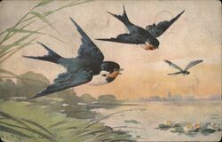 Two Barn Swallows Chasing a Dragonfly over Water Postcard