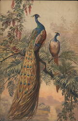 Two Peacocks Perched on a Branch Birds Postcard Postcard Postcard