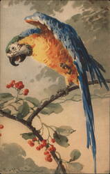 Blue-and-gold Macaw Parrot on Branch with Red Berries Birds C. Klein Postcard Postcard Postcard