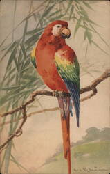 Red and Green Parrot Perched on Branch Postcard