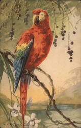 Red Parrot Perched on Branch Postcard