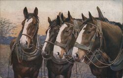 Three Working Horses Postcard