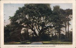 Powhatan Oak, Jamestown Exposition Grounds Postcard