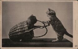 Playful Kittens with Basket, Tuck's Post Card Postcard