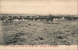 Cowboy on Horseback with Cattle Herd on the Trail Postcard