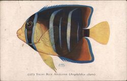 Young Blue Angelfish (Angelichthys ciliaris) Roesch Postcard Postcard Postcard