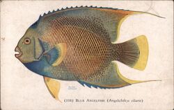 1932 Blue Angelfish (Angelichthys ciliaris) Pauli Ebner Postcard Postcard Postcard