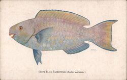 Blue Parrotfish (Scarus caeruleus) Nehmer & Schmidt Postcard Postcard Postcard