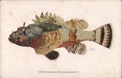 Scorpionfish (Scorpaena plumieri) Postcard