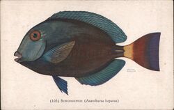 1932 Surgeonfish Acanthurus hepatus Norman L. Enoch Postcard Postcard Postcard