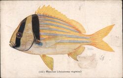 Porkfish (Anisotremus virginicus) Norman E. Freimuth Postcard Postcard Postcard