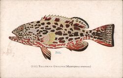 Yellowfin Grouper (Mycteroperca venenosa) Fish Harold E. Corwin Postcard Postcard Postcard