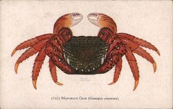 Mangrove or Soldier Crab (Goniopsis cruentata) Postcard