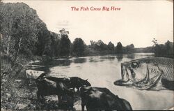 Largemouth Bass Fish & Cows by River, Exaggeration Postcard Postcard