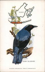 Javan Fairy Bluebird, Chicago Zoological Park Postcard