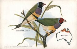 Pair of Gouldian Finches, Chicago Zoological Park Postcard