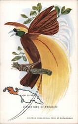 Lesser Bird of Paradise, Chicago Zoological Park Postcard