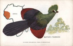 Buffon's Touraco, Chicago Zoological Park at Brookfield Postcard