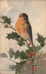 Vintage Christmas Robin Redbreast Bird on Holly Branch Postcard Postcard