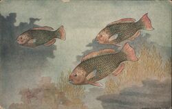 Three Rainbow Parrotfish, Pseudocarus guacamaia Postcard