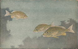 Three Blue Striped Grunt Fish, Haemulon sciurus Koshine Miyamyama Postcard Postcard Postcard