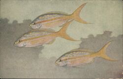 Three Yellowtail Fish, Ocyurus chrysurus Postcard