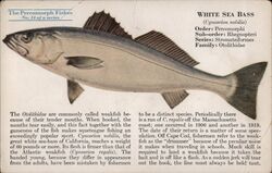 White Sea Bass, Percomorph Fish No. 14 Postcard Postcard Postcard