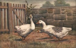 Three White Geese by a Fence Postcard