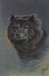 Black Chow Chow Dog Portrait Postcard