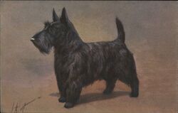 Scotch Terrier Dog Vintage Postcard Postcard