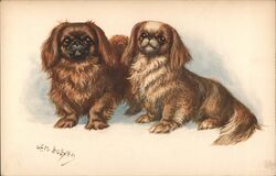 Two Pekingese Dogs, Vintage Postcard O.E.M. Hollyek Postcard Postcard Postcard