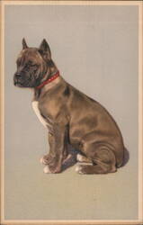 Boxer Dog with Red Collar Postcard