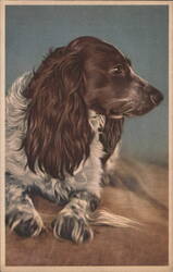 Springer Spaniel Dog Portrait Postcard Postcard