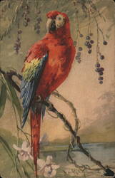 Red Macaw Parrot on Branch Postcard