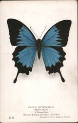 Papilio ulysses Butterfly, Exotic Butterflies Postcard Postcard Postcard