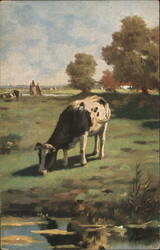 Cow Grazing in a Field Cows & Cattle Postcard Postcard Postcard