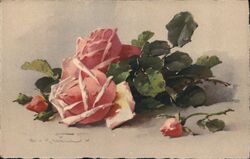 Pink Roses Still Life Postcard Postcard