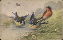 Two Blue Tits Bathing, Bullfinch Watching Postcard