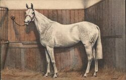 White Horse in Stable Postcard