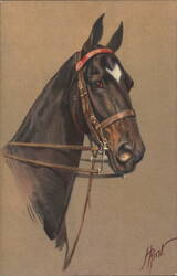 Horse Head Portrait Postcard No. 149 Postcard