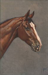 Horse Head Portrait, Bay with White Blaze Postcard