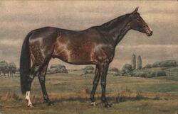 Brown Horse in Field Postcard