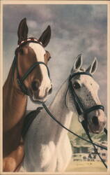 Two Horses, Brown and White, Wearing Bridles Postcard