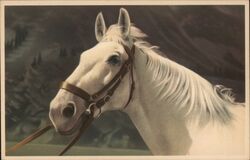 White Horse Portrait, Alfred Mainzer Postcard