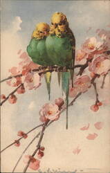 Two Parakeets on a Flowering Branch Postcard