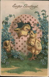 Three Chicks Hatching from Easter Egg - Vintage Embossed Postcard With Chicks Postcard Postcard